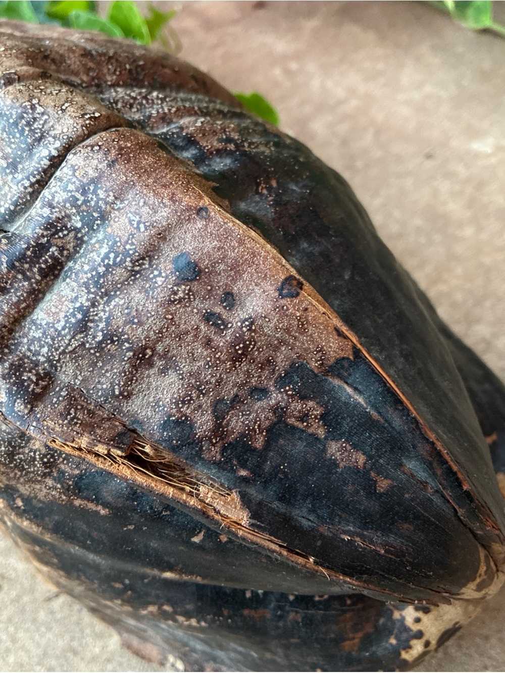 Natural Coconut Shell - Dark Brown/Black Natural Cabinet of Curiosities - Picture 12 of 12